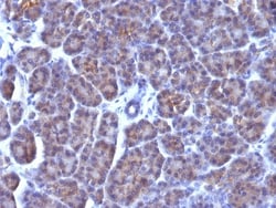 Golgi Complex Antibody (AE-6), Novus Biologicals 0.2mg; Unlabeled:Antibodies,
